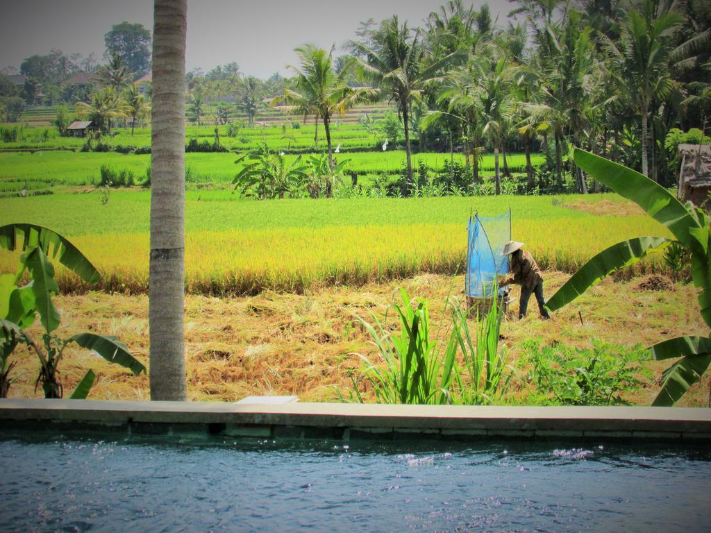 Temuku Villas Ubud - Chse Certified Room photo