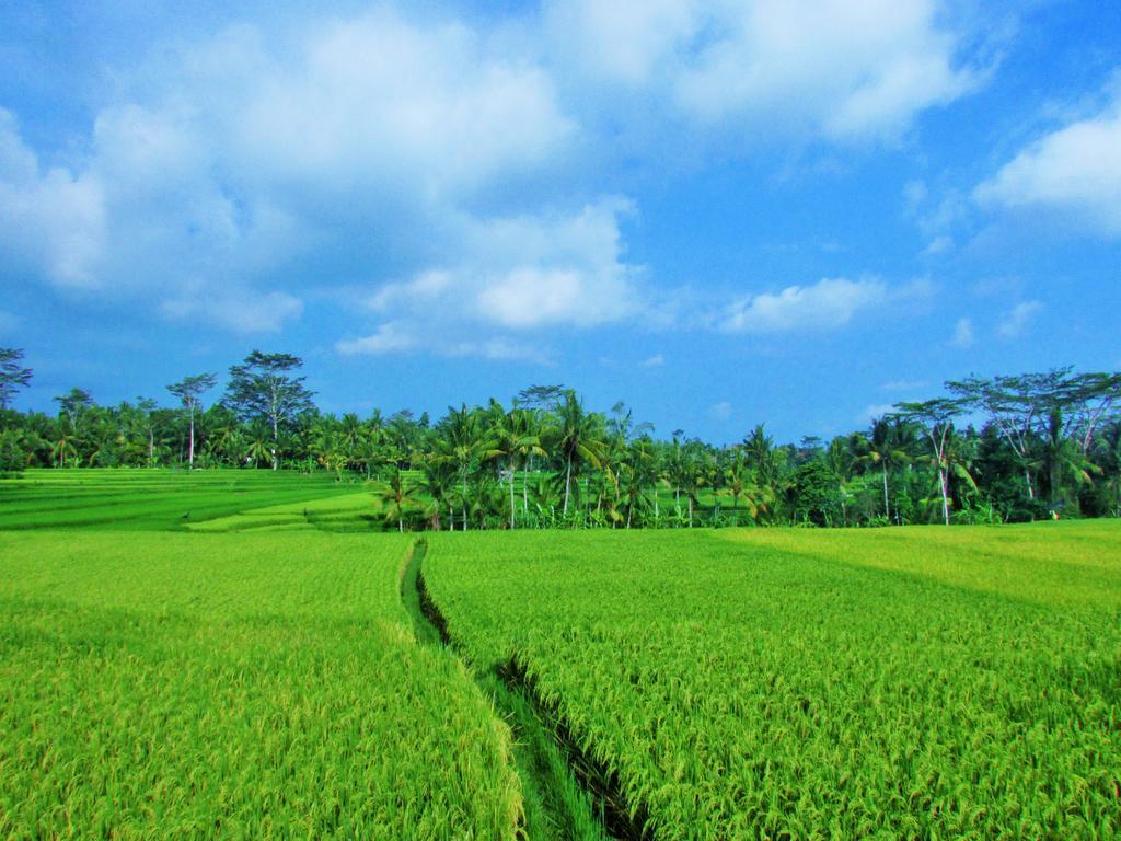 Temuku Villas Ubud - Chse Certified Exterior photo